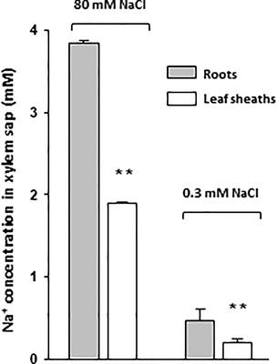 Constitutive Contribution by the Rice OsHKT1;4 Na+ Transporter to Xylem Sap Desalinization and Low Na+ Accumulation in Young Leaves Under Low as High External Na+ Conditions